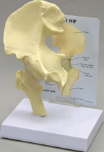 Basic Hip Pharmaceutical and Anatomical Model Gifts